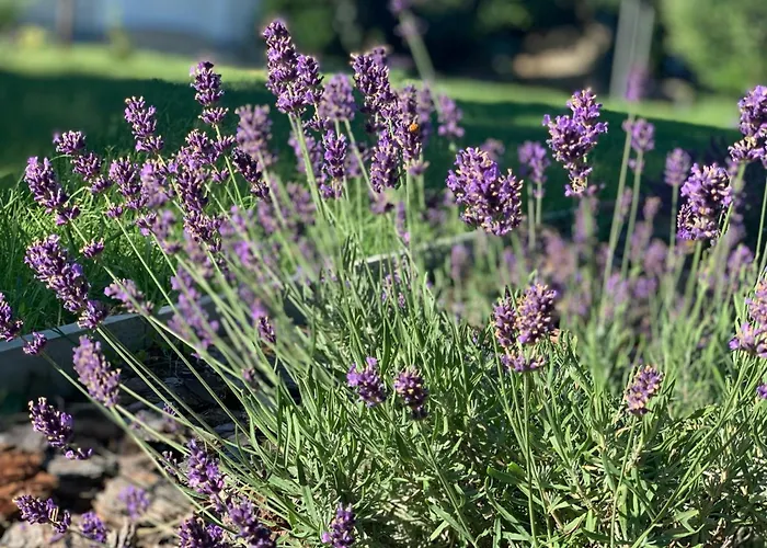 Levendulakert Apartmanhaz Apartament Siófok